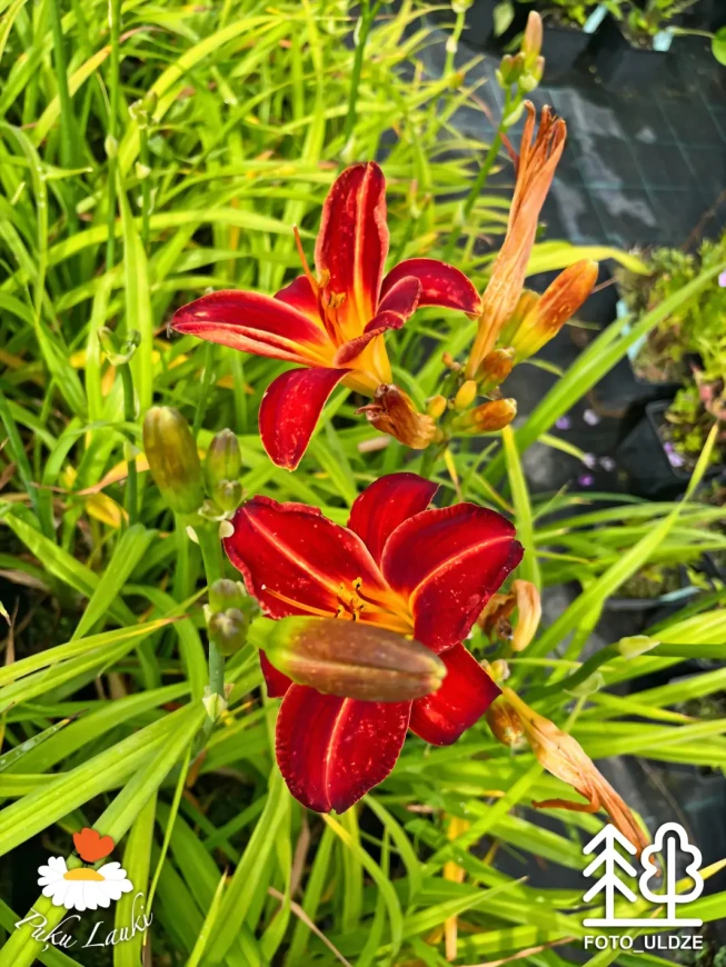 Hemerocallis   'Chicago Apache'